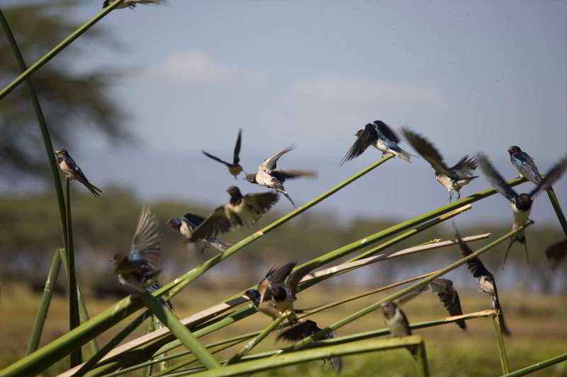 호텔 Lake Naivasha Resort