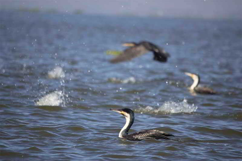 בית מלון כפרי Lake Naivasha Resort