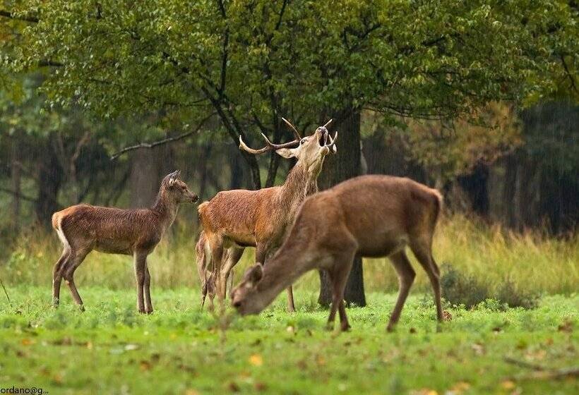 Отель Michelangelo Holiday & Family Resort