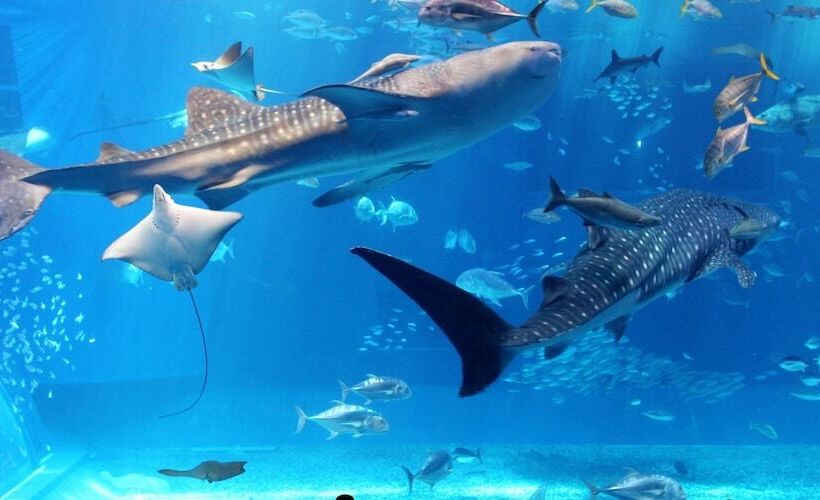 Resort Hotel Buena Vista Nakijin