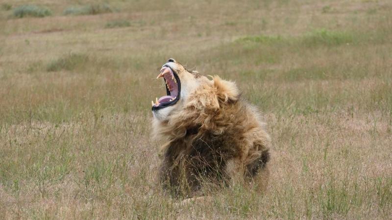 酒店 Safari Lodge  Amakhala Game Reserve