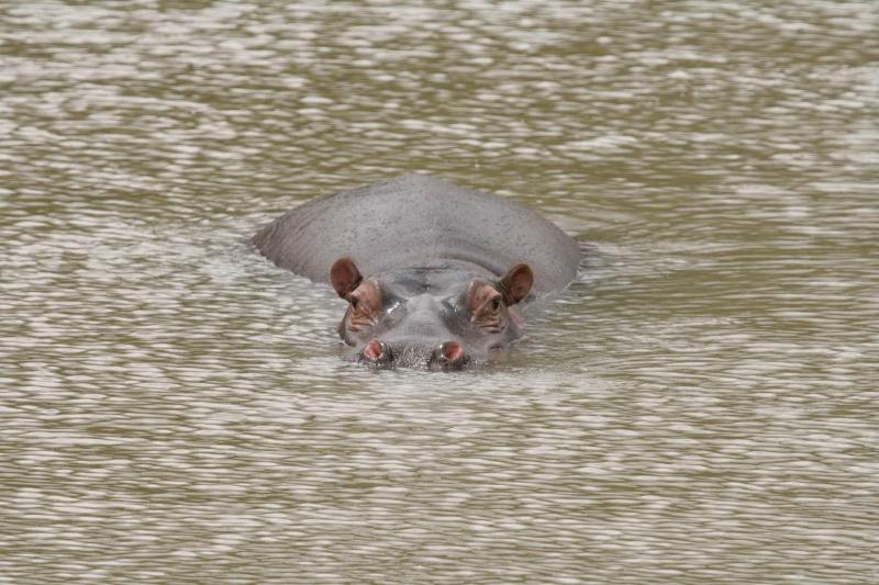 ホテル Safari Lodge  Amakhala Game Reserve