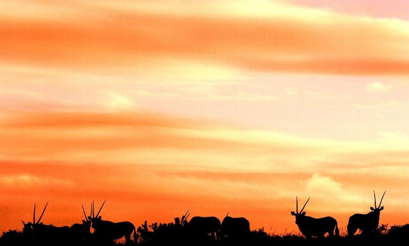 ホテル Safari Lodge  Amakhala Game Reserve