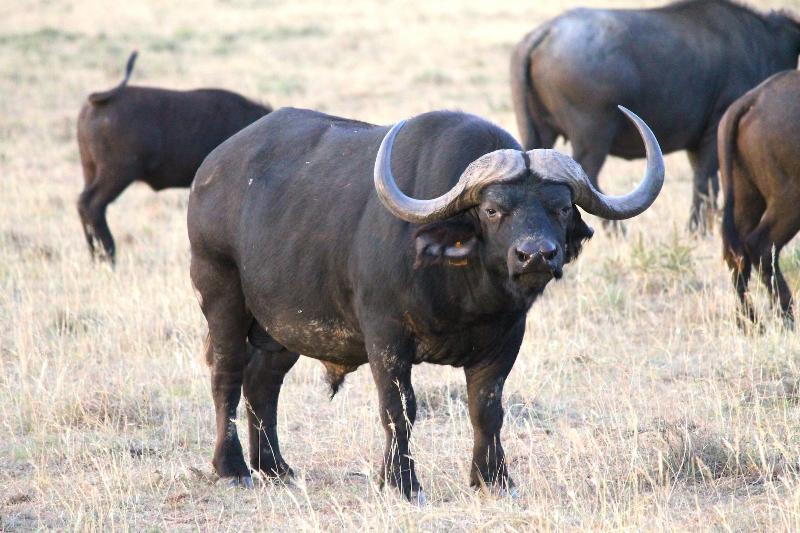 ホテル Safari Lodge  Amakhala Game Reserve