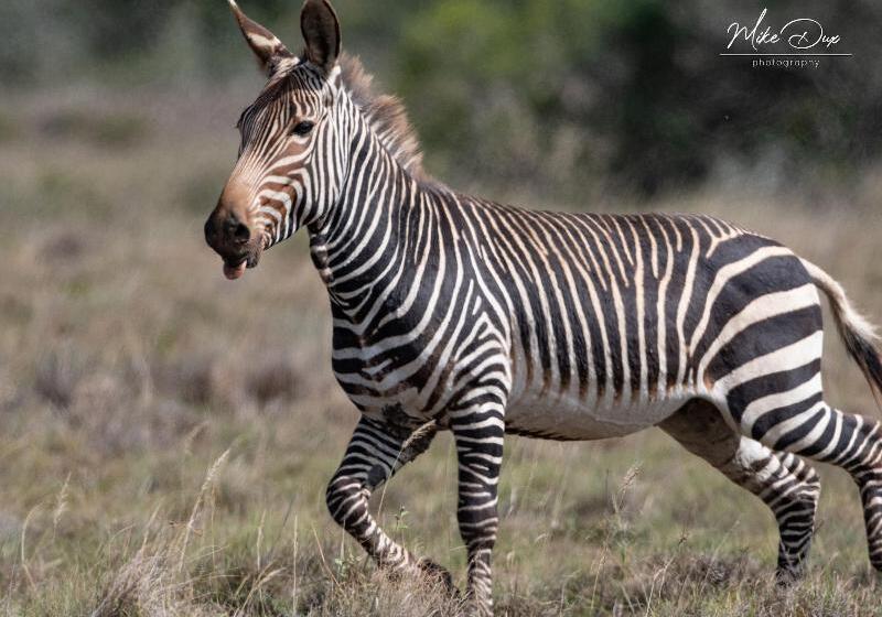 Отель Safari Lodge  Amakhala Game Reserve