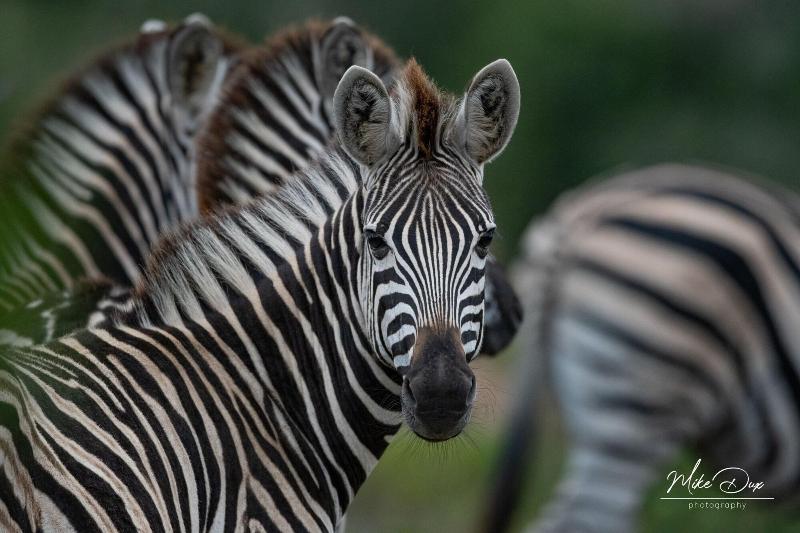 ホテル Safari Lodge  Amakhala Game Reserve