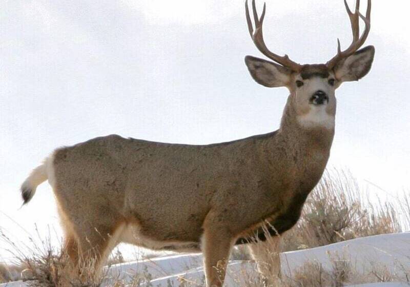 فندق على الطريق Clark Fork Lodge