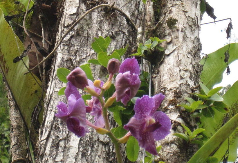 Ohia House Bed And Breakfast