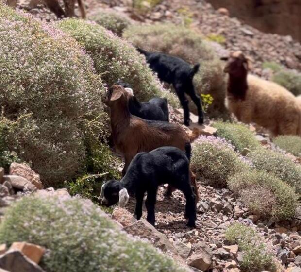 هاستل Gite Ifoulou Tassaout