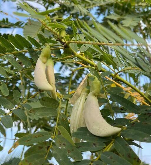 Hotel เพชร รีสอร์ท นครไทย Phet Resort, Nakhonthai