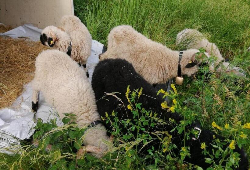 בית מלון כפרי Buehlerhof Agriturismo, Obst &weingut, Urlaub Mit Hund, Pferde, Bauernhof, Brixen