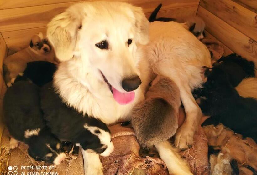 בית מלון כפרי Buehlerhof Agriturismo, Obst &weingut, Urlaub Mit Hund, Pferde, Bauernhof, Brixen