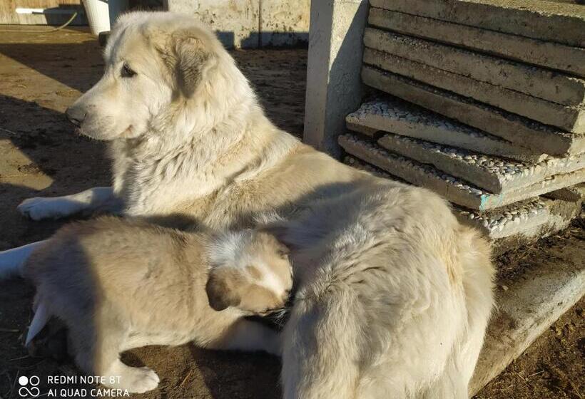 בית מלון כפרי Buehlerhof Agriturismo, Obst &weingut, Urlaub Mit Hund, Pferde, Bauernhof, Brixen