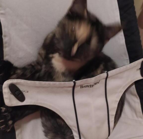 בית מלון כפרי Buehlerhof Agriturismo, Obst &weingut, Urlaub Mit Hund, Pferde, Bauernhof, Brixen