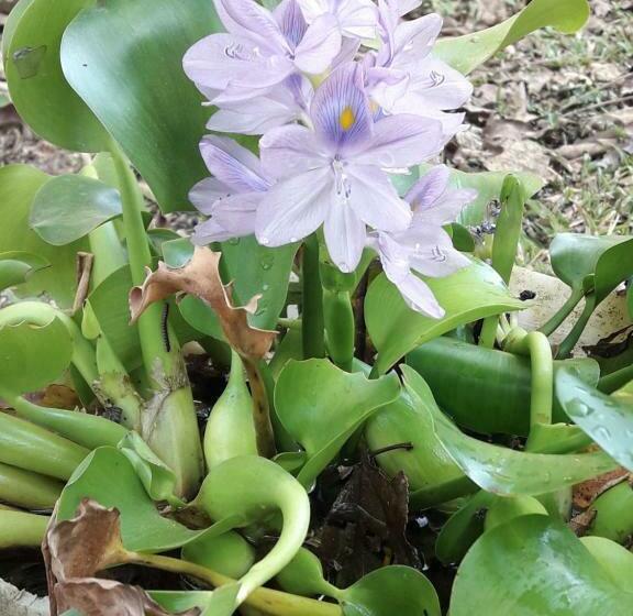 فندق Nueva Alianza