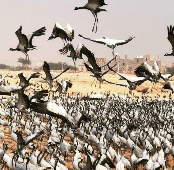 Kaner Retreat   India S First Desert Botanical Resort