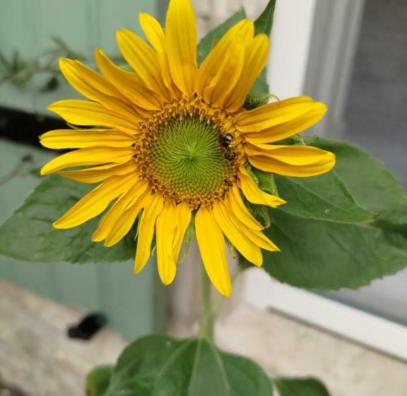 بنسيون Au Clos Des Figues