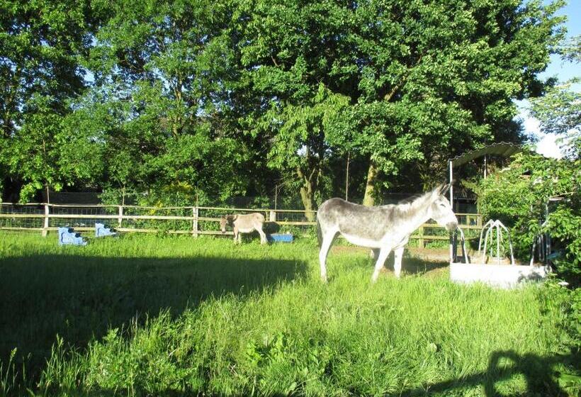 بنسيون Behrs Hof