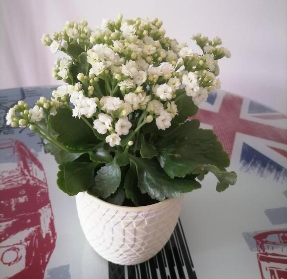 פנסיון Chez Sophie Et Thibault