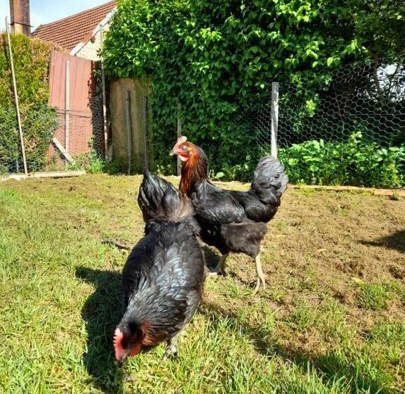 צימר Avol D Oiseau