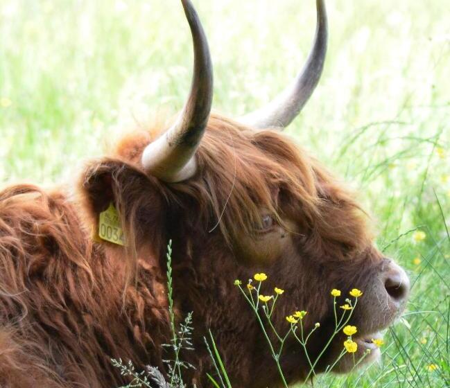تختخواب و صبحانه De Burcht Drenthe