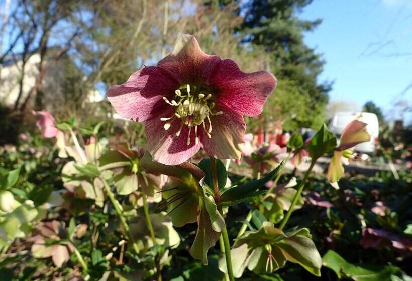 住宿加早餐  La Maison Des Champs , Chambres D Hotes , Receptions
