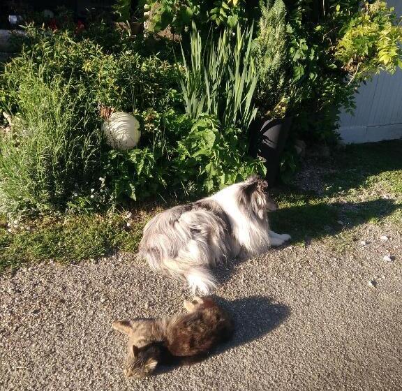 Bed and Breakfast La Pie Qui Chante