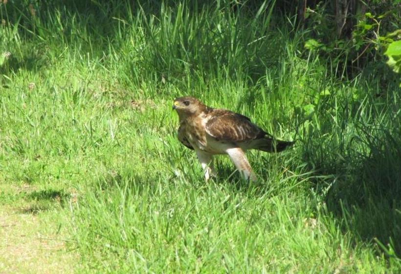 Bed and Breakfast La Pie Qui Chante
