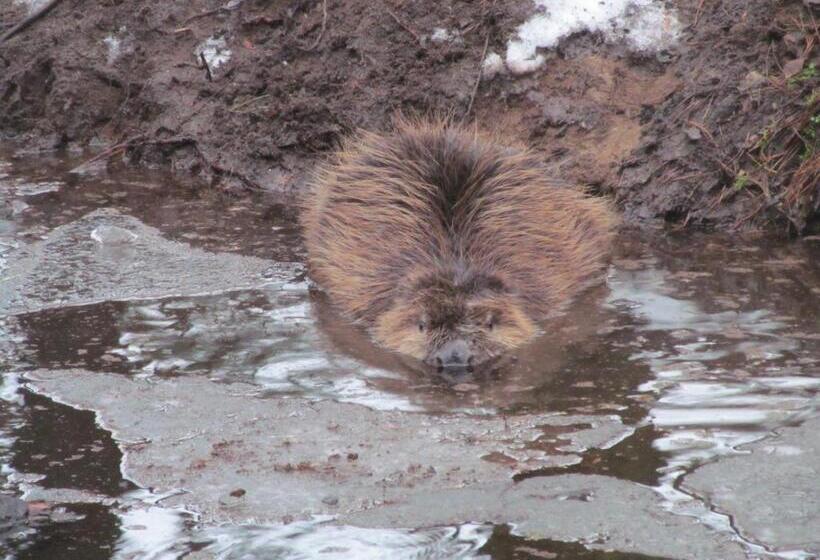 Gasthaus Und Pension Zum Biber