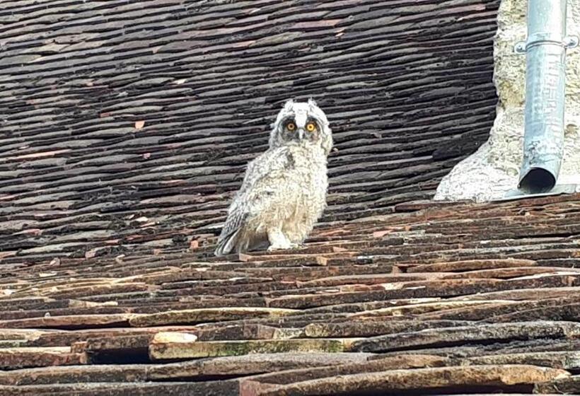 פנסיון La Grange Des Blins