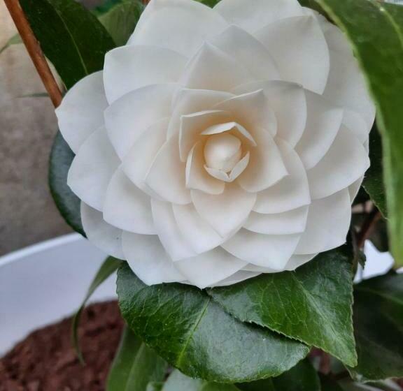 פנסיון Le Clos Des Soyeux