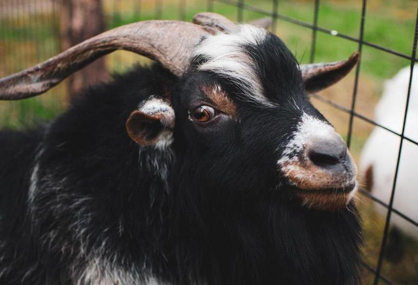 פנסיון Penzion U Statku