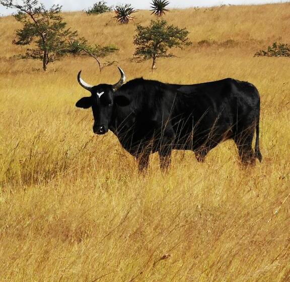 פנסיון Thokazi Haven Guest House & Backpacker