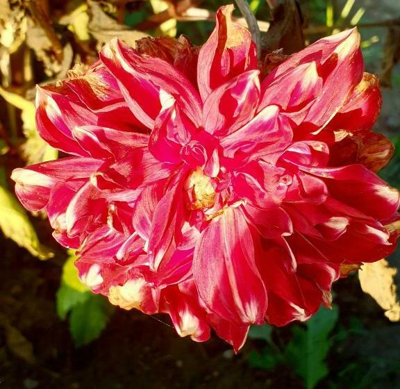 Pensiunea Casa Doamnei