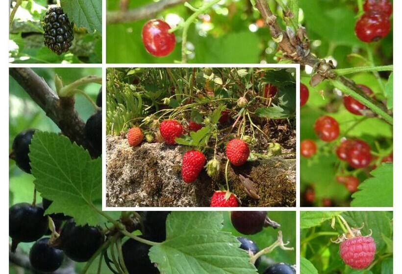 مبيت وإفطار A L Ombre Du Tilleul