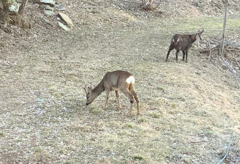 צימר Casa Petit Paradis