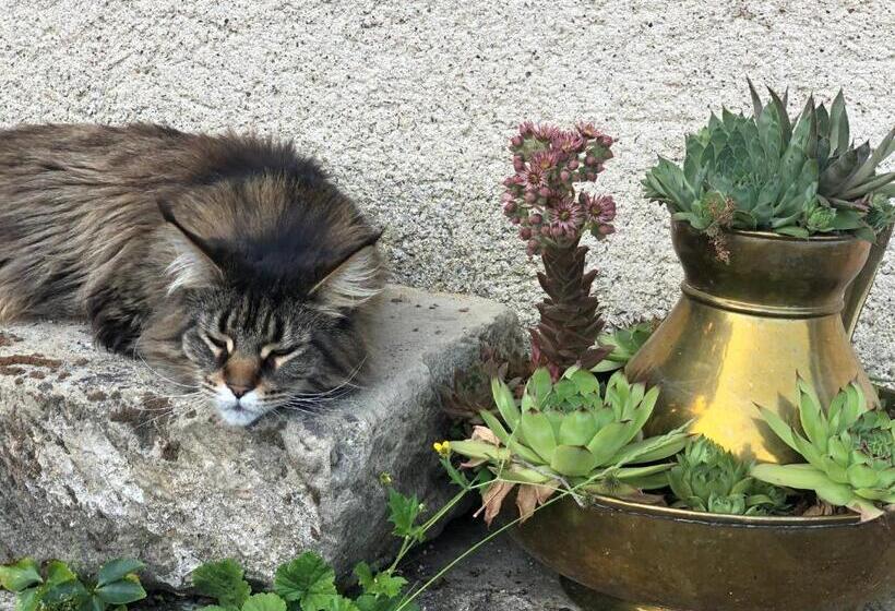 צימר Dealettante