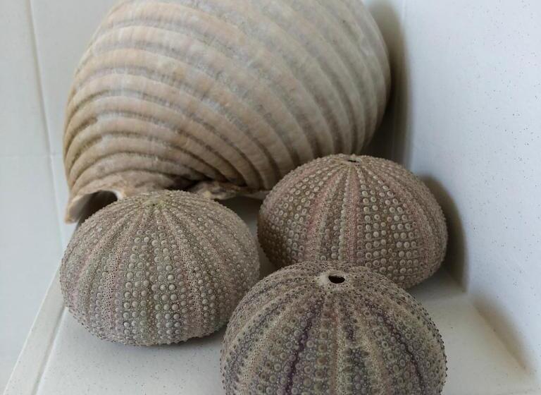 צימר Dealettante