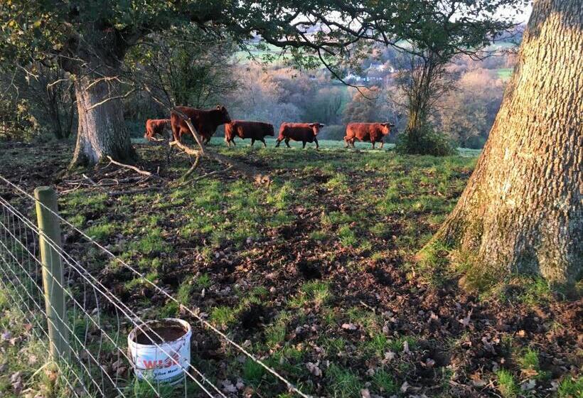 ベッドアンドブレックファースト Higher Biddacott Farm