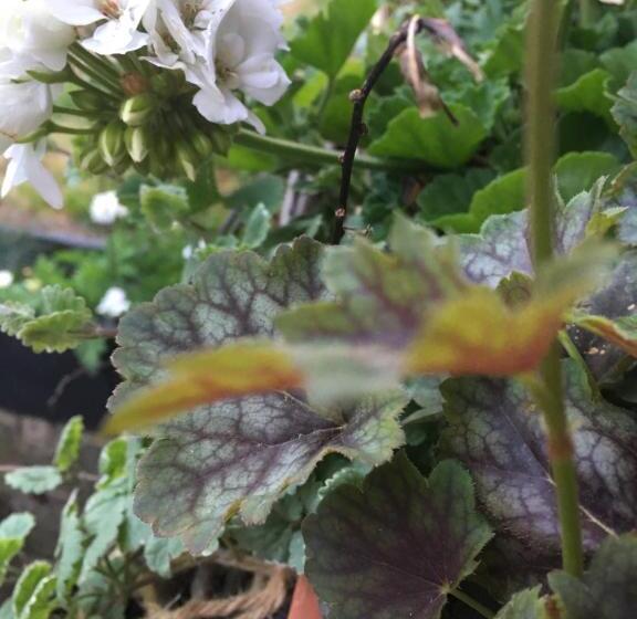 Bed and Breakfast Le Nid De Cigognes