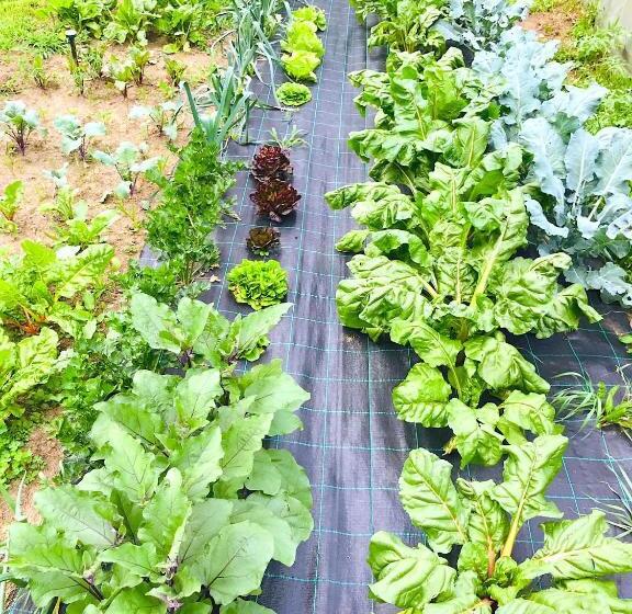 צימר Lotus Oasis I Natural Food & Room Experience