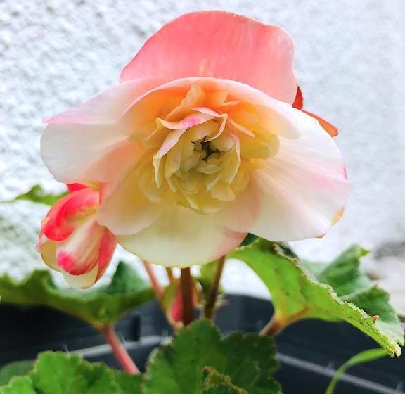 צימר Lotus Oasis I Natural Food & Room Experience