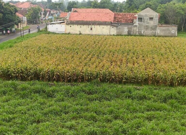 בית מלון כפרי Penginapan Banyu Biruku