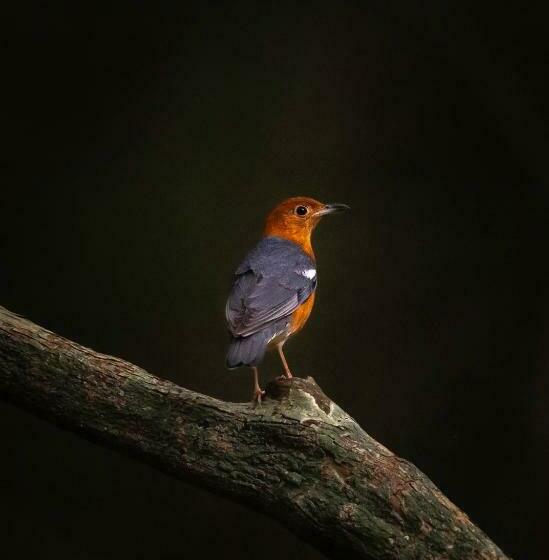 בית מלון כפרי Wilpattu Wildhideaway