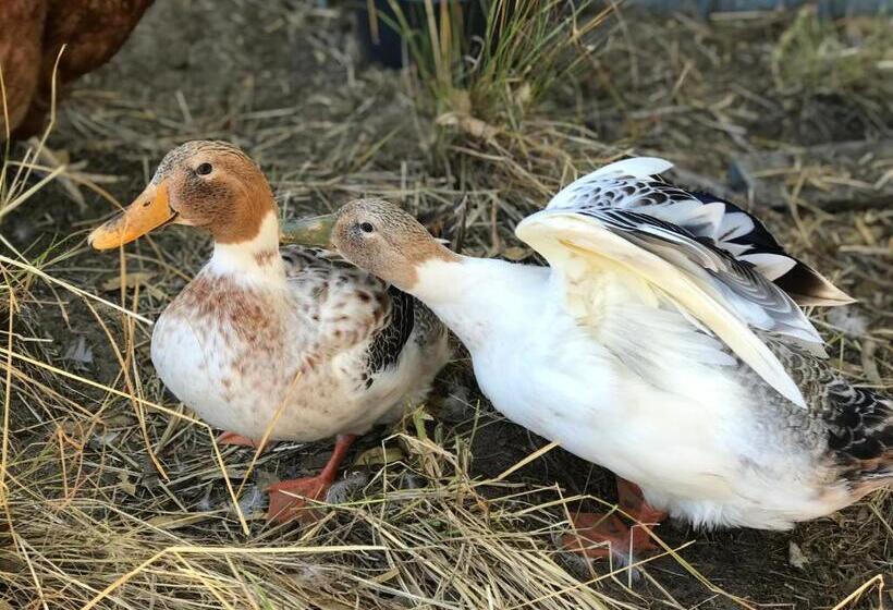 Pensão Cockburn Retreat Home 柏斯悠閒民宿