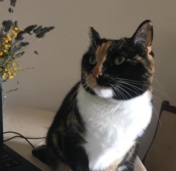 Pensão Cockburn Retreat Home 柏斯悠閒民宿