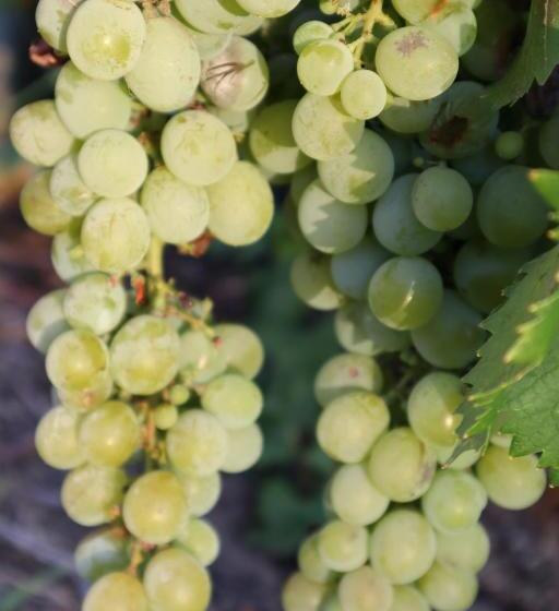 Pensão Cockburn Retreat Home 柏斯悠閒民宿