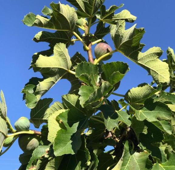 Pensão Cockburn Retreat Home 柏斯悠閒民宿