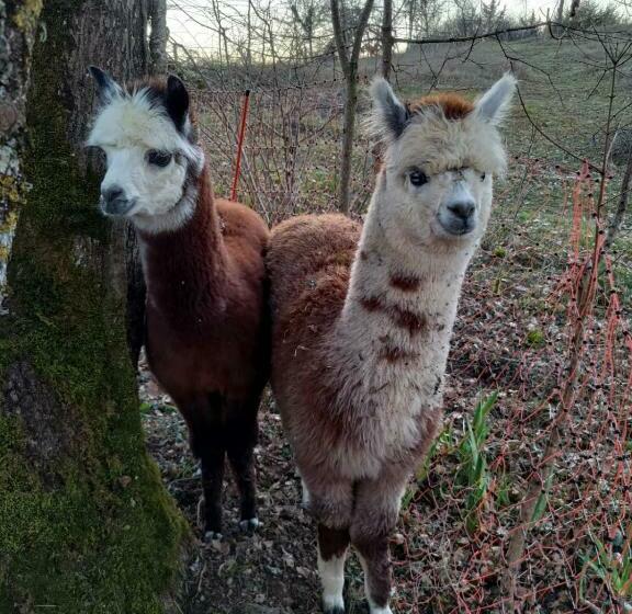 ベッドアンドブレックファースト Kanahau