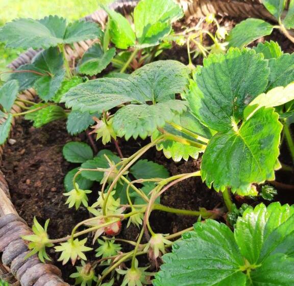 Bed and Breakfast Notre Village Papillon Bed&breakfast